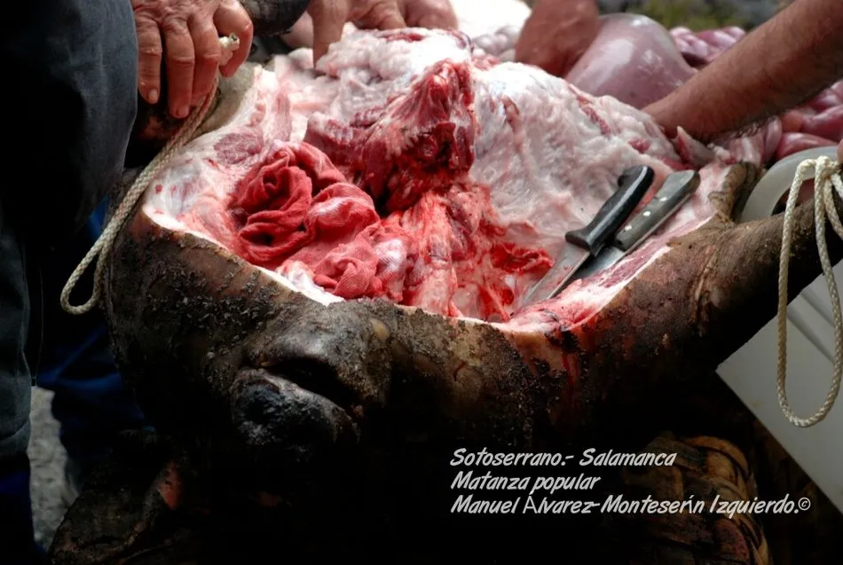 Foto 7 - La localidad salmantina de Sotoserrano celebra su Fiesta de la Matanza