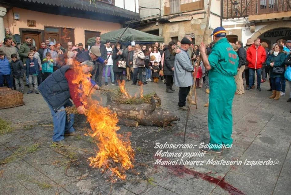 Foto 2 - La localidad salmantina de Sotoserrano celebra su Fiesta de la Matanza