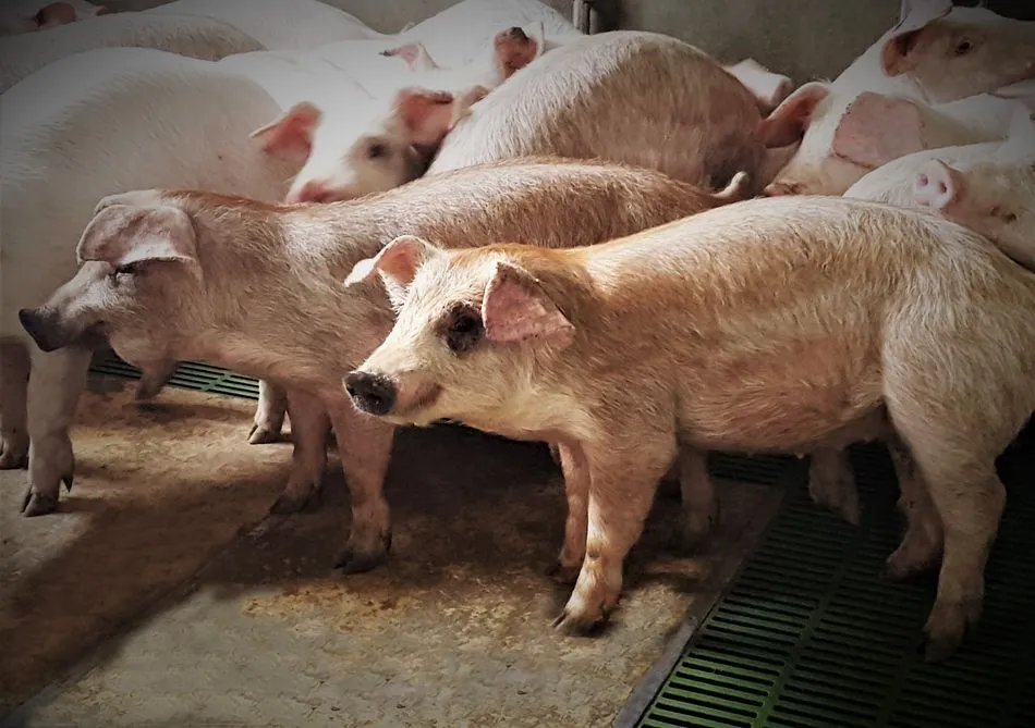 Cerdos procedentes de la granja de Cobadu ‘Hermanos Peláez’