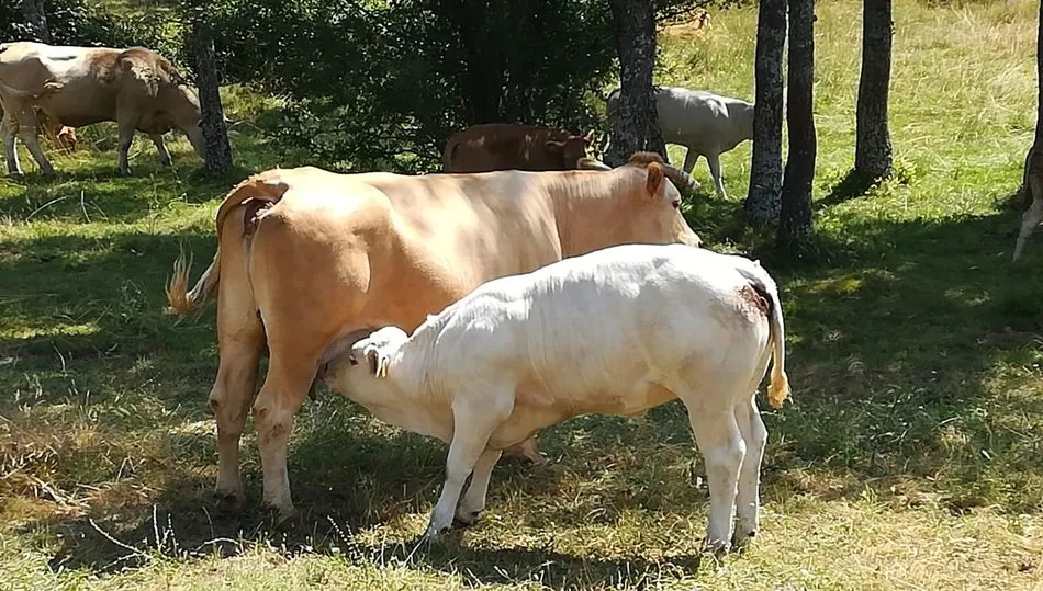 DEhesa Grande dispone de más de 30.000 vacas nodrizas a través de sus más de 650 socios