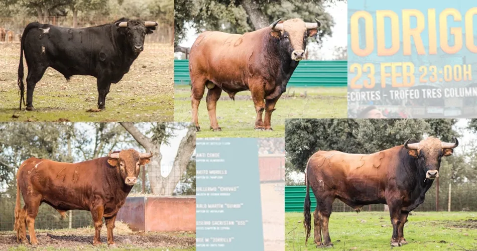 Así son los astados del Concurso de Recortes de la noche del Domingo de Carnaval  