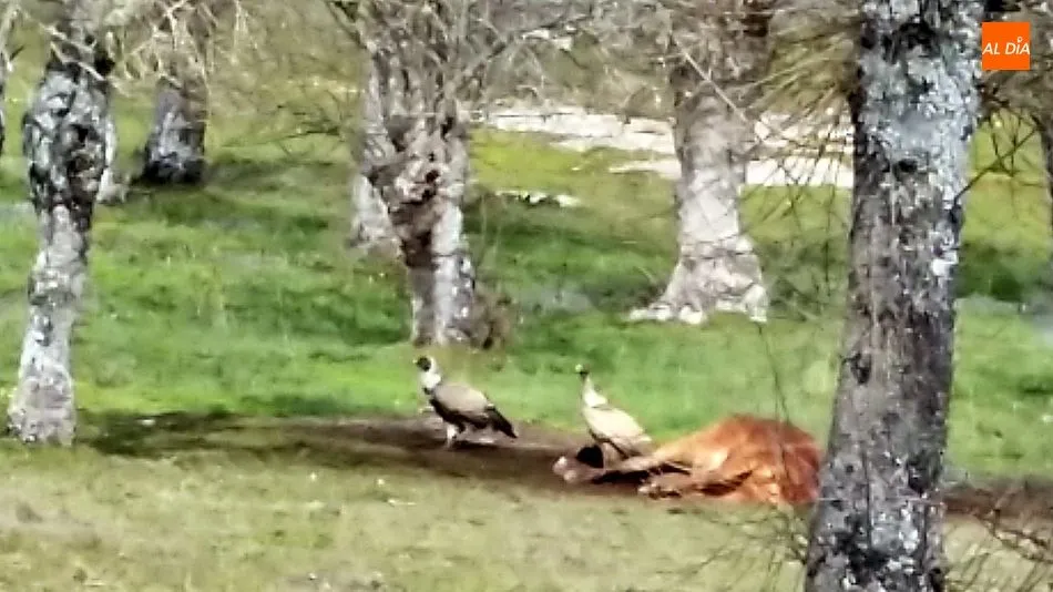 Foto 5 - Los buitres acaban con una vaca recien parida y un ternero en Lumbrales