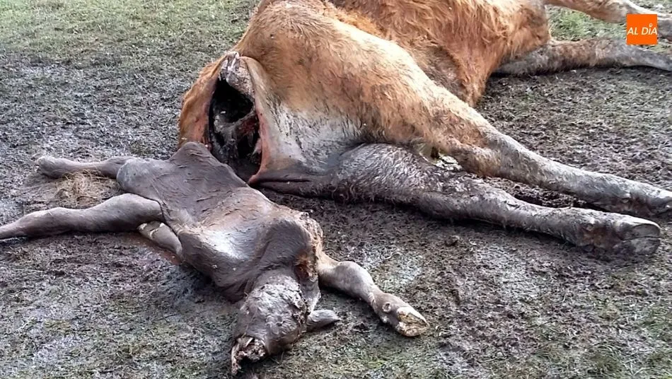 Foto 4 - Los buitres acaban con una vaca recien parida y un ternero en Lumbrales