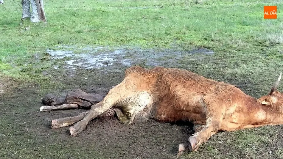 Foto 3 - Los buitres acaban con una vaca recien parida y un ternero en Lumbrales