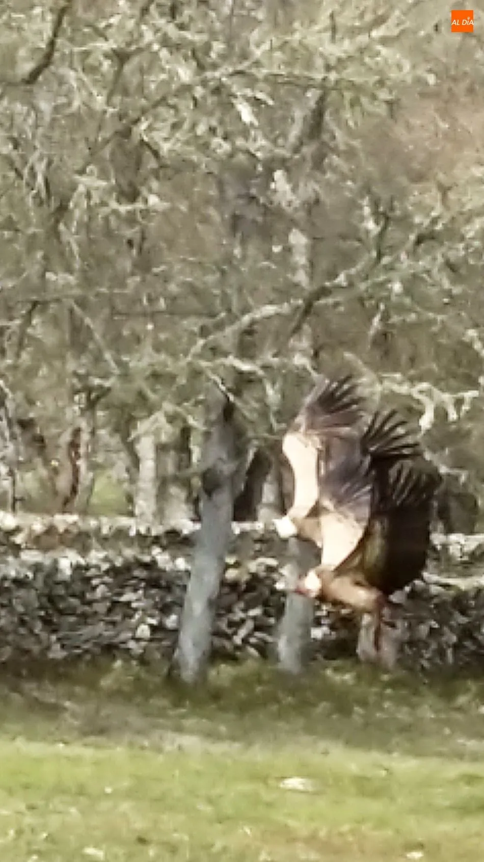 Foto 2 - Los buitres acaban con una vaca recien parida y un ternero en Lumbrales
