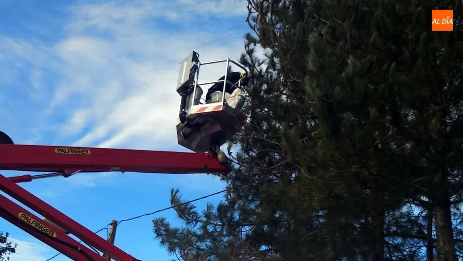 Foto 9 - Los Bomberos retiran nidos de orugas Procesionarias en los pinos de Ba&ntilde;ob&aacute;rez