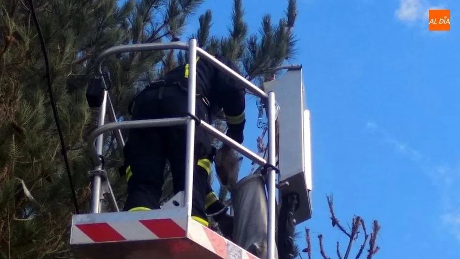 Foto 7 - Los Bomberos retiran nidos de orugas Procesionarias en los pinos de Ba&ntilde;ob&aacute;rez