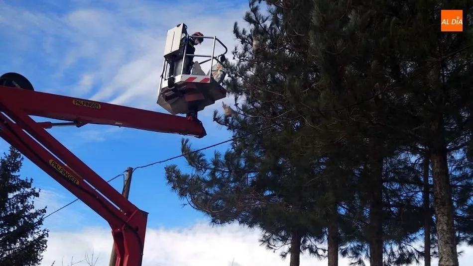 Los Bomberos retiran nidos de orugas Procesionarias en los pinos de Bañobárez