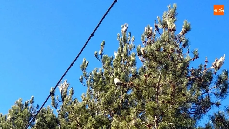 Foto 10 - Los Bomberos retiran nidos de orugas Procesionarias en los pinos de Ba&ntilde;ob&aacute;rez