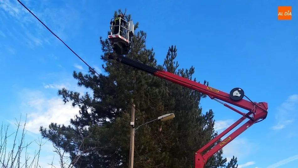 Foto 6 - Los Bomberos retiran nidos de orugas Procesionarias en los pinos de Ba&ntilde;ob&aacute;rez