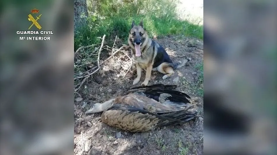 Operación Antitox Del SEPRONA De 2019 - SEPRONA - Archivo | EP