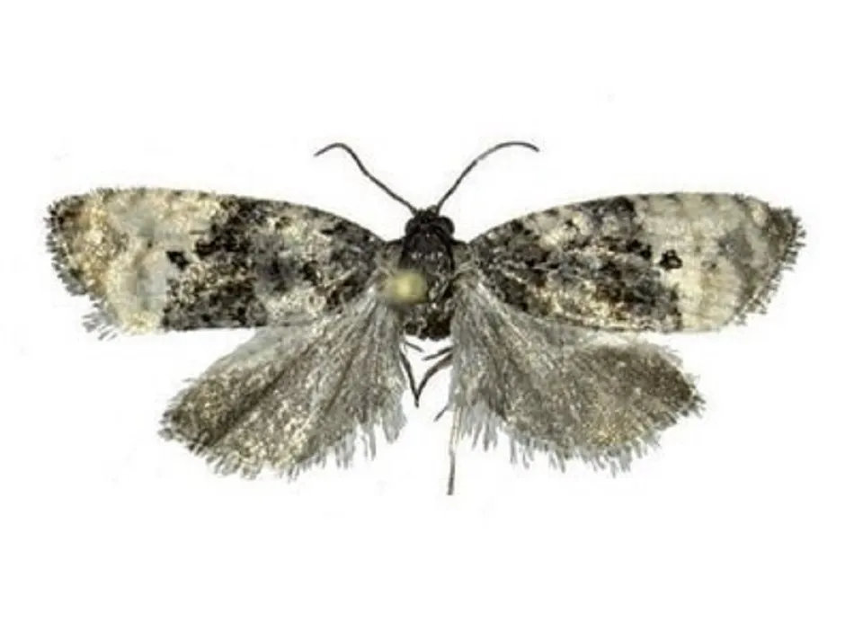 Uno de los ejemplares hallados