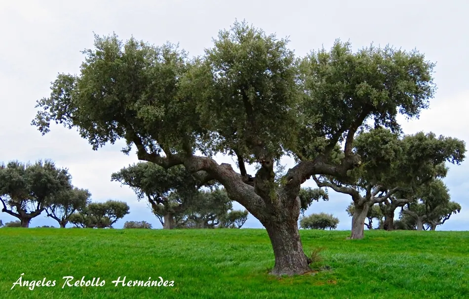 Maternidad de la encina