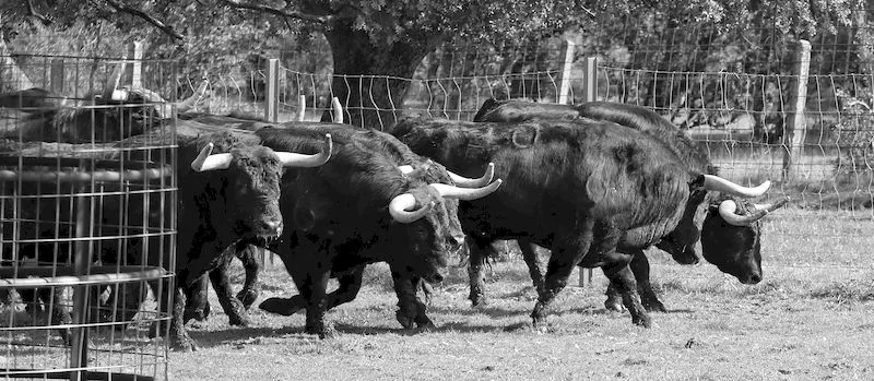 Foto 8 - Juventud Taurina de Salamanca disfruta de un completo d&iacute;a en la finca de Valdefresno