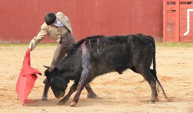 Foto 3 - Juventud Taurina de Salamanca disfruta de un completo d&iacute;a en la finca de Valdefresno