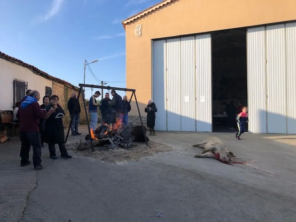 Foto 7 - La III Matanza Popular congrega a los vecinos de Gejo de los Reyes  