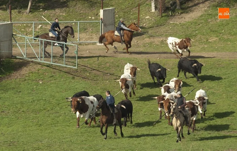 Foto 11 - Los toros del encierro a caballo ya siguen a los bueyes de Casasola  