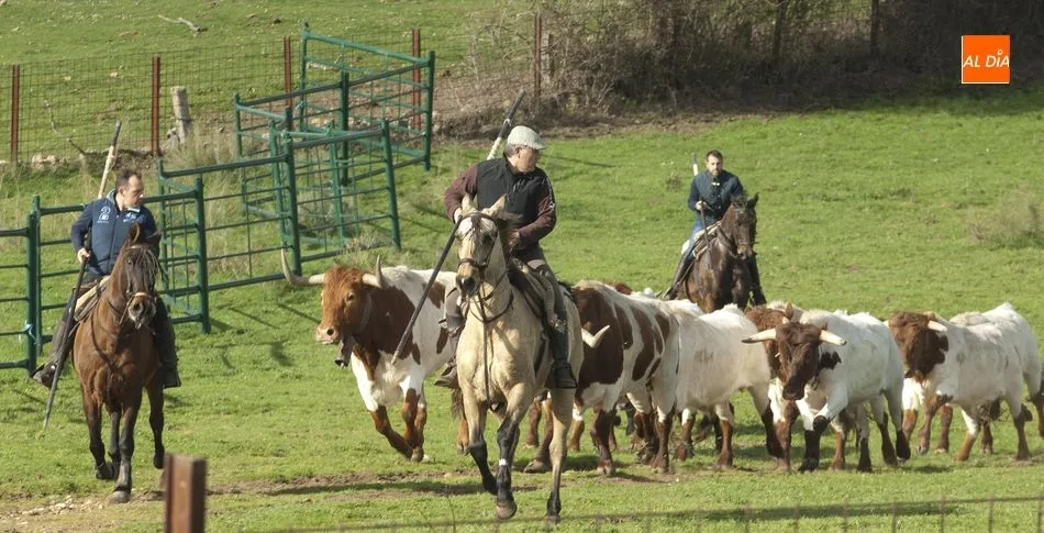 Foto 10 - Los toros del encierro a caballo ya siguen a los bueyes de Casasola  