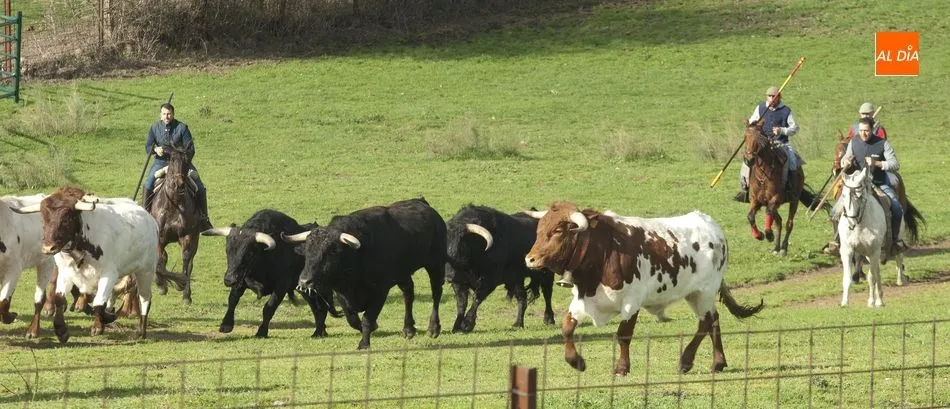 Foto 9 - Los toros del encierro a caballo ya siguen a los bueyes de Casasola  