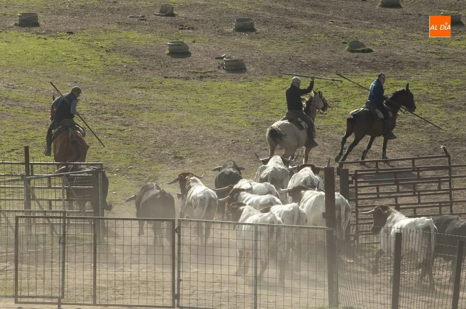 Foto 8 - Los toros del encierro a caballo ya siguen a los bueyes de Casasola  