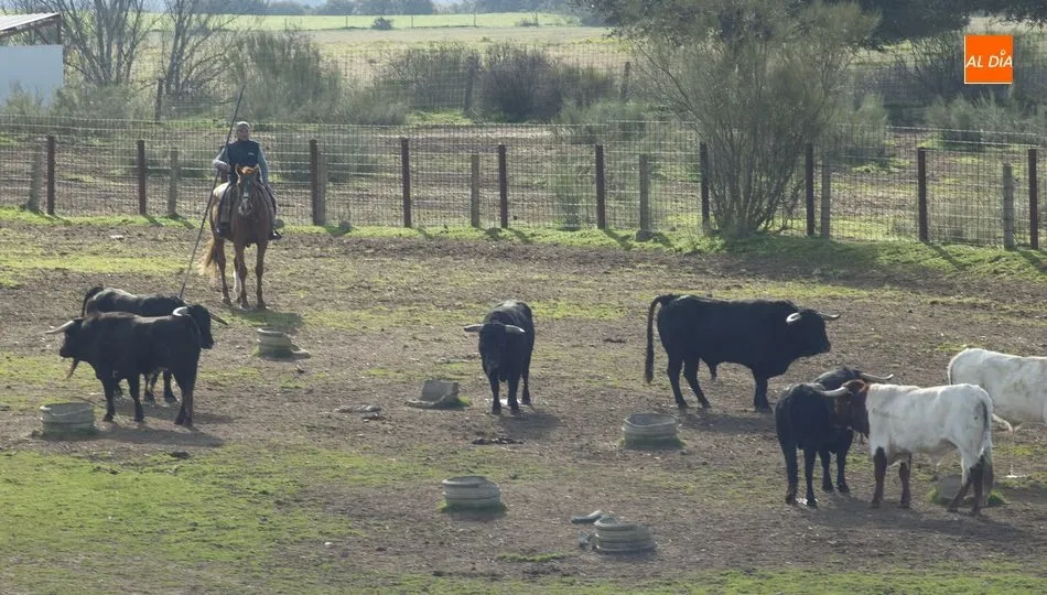 Foto 7 - Los toros del encierro a caballo ya siguen a los bueyes de Casasola  
