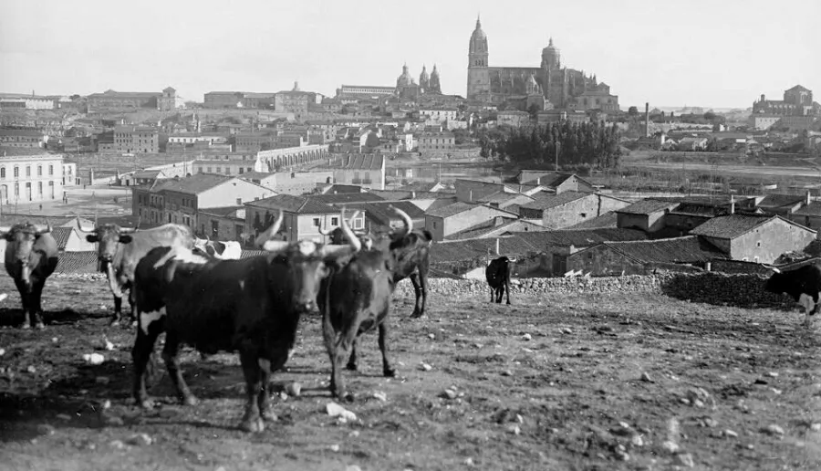 El Teso de la Feria, antiguo escaparate ganadero