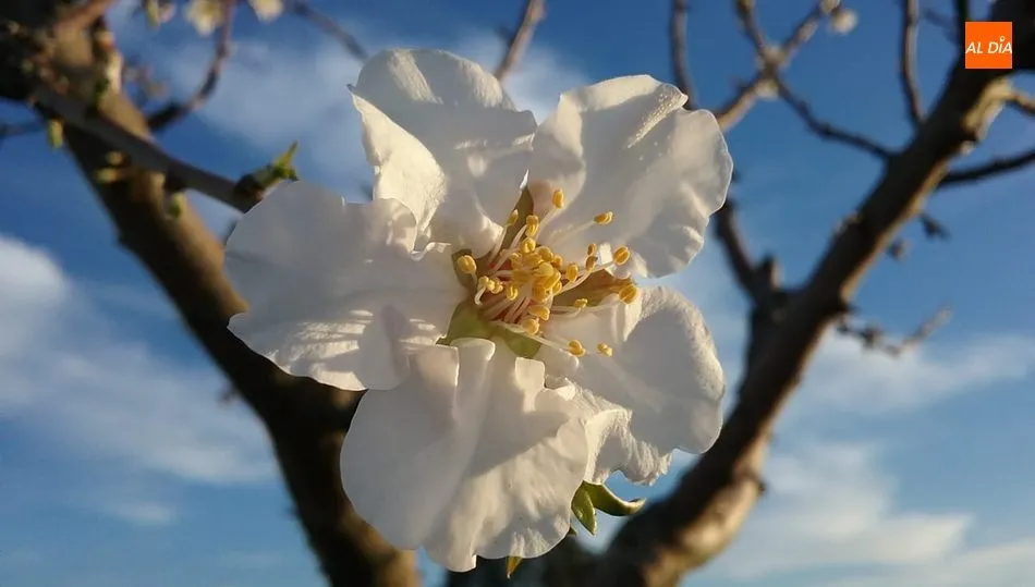 Las flores de almendros que embellecen Lumbrales  