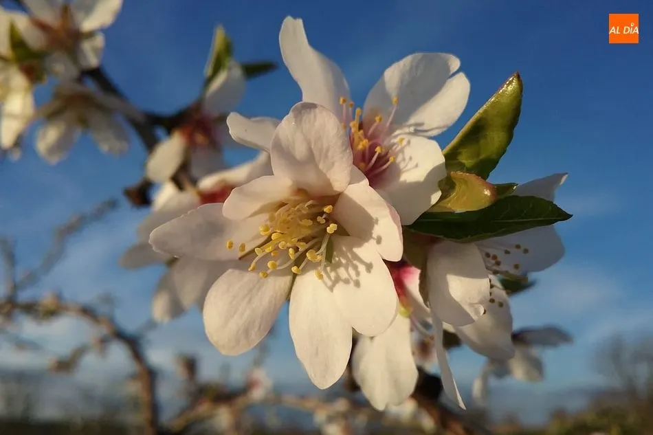 Foto 2 - Las flores de almendros que embellecen&nbsp;Lumbrales  