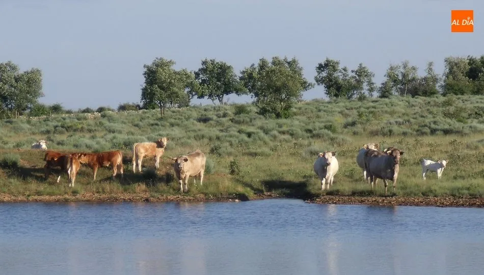 El vacuno se ha mantenido fuerte en una sesión con 2.195 reses / CORRAL