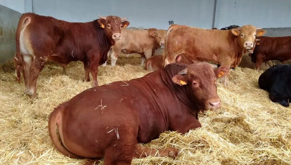 Centro de Tipificación de terneros pasteros y cebadero de Dehesa Grande en Peralejos de Abajo