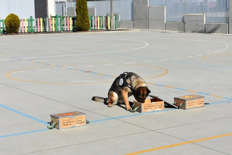 Foto 4 - Los ni&ntilde;os de Carbajosa conocen de cerca el trabajo de los perros de ayuda, asistencia y terapia