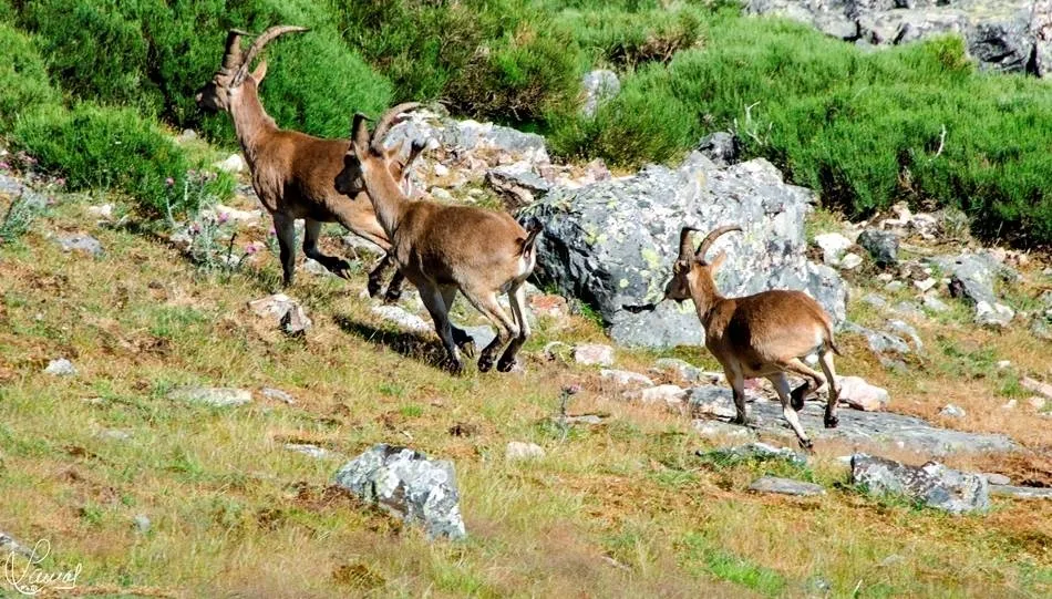 Los lotes estarán formados por un total de cinco machos monteses medallables, tres machos monteses no medallables, seis corzos no medallables y cinco permisos colectivos de tres cazadores para becada. Foto Manuel Lamas