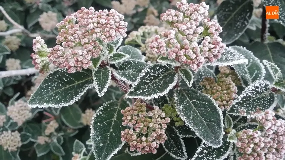 La escarcha que dibuja tu silueta  