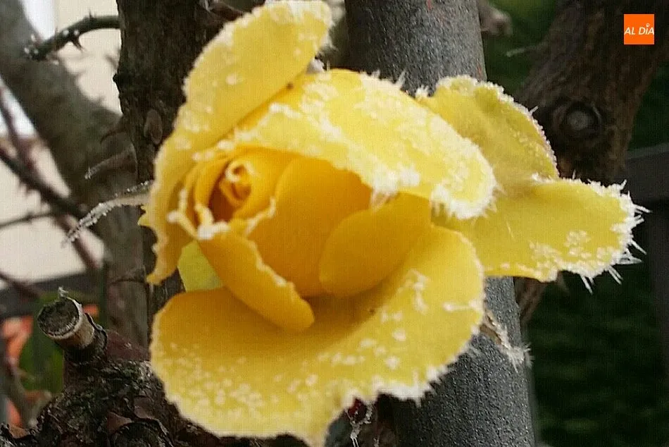Foto 2 - La escarcha que dibuja tu silueta  