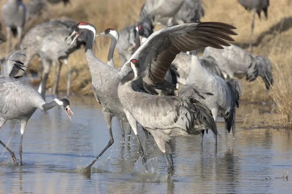Grulla común en la Península Ibérica. Foto: EP/ Seo/Birdlife