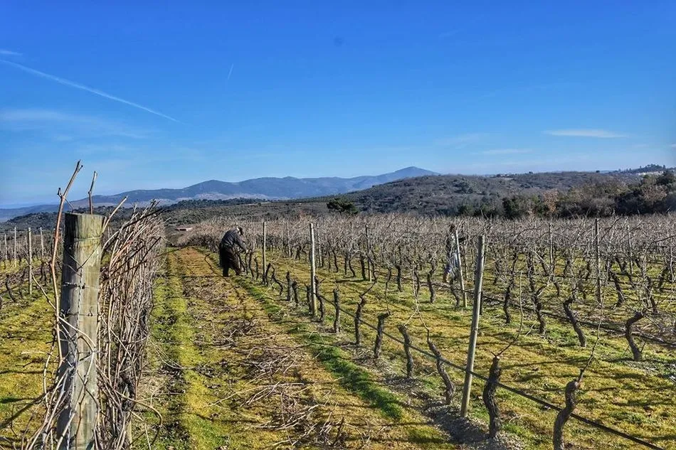 Foto 11 - Pinhel celebra la 25&ordf; edici&oacute;n de su Feria de las Tradiciones como Ciudad Portuguesa del Vino 2020 ...