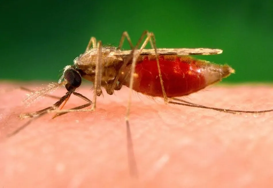 Imagen del mosquito responsable de la transmisión de la malaria