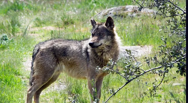 Un lobo ibérico