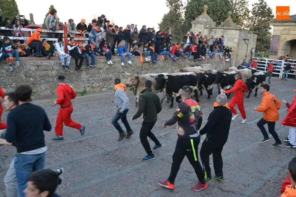 Foto 8 - Una docena de bueyes protagoniza el primer encierro del Carnaval, que fue m&aacute;s &lsquo;largo&rsquo; de lo...