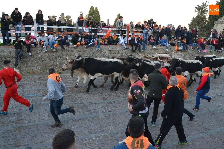 Foto 7 - Una docena de bueyes protagoniza el primer encierro del Carnaval, que fue m&aacute;s &lsquo;largo&rsquo; de lo...