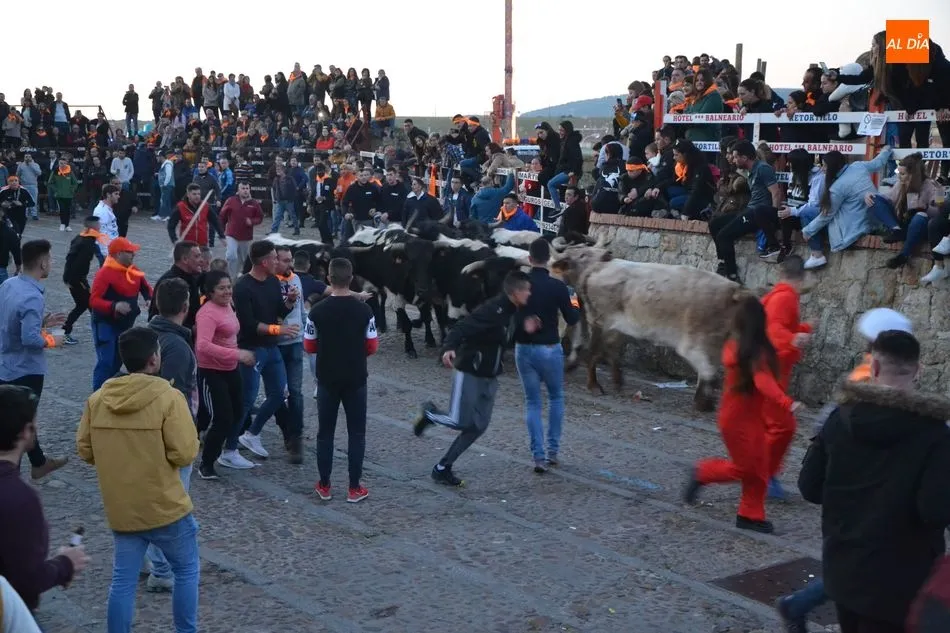 Foto 2 - Una docena de bueyes protagoniza el primer encierro del Carnaval, que fue m&aacute;s &lsquo;largo&rsquo; de lo...