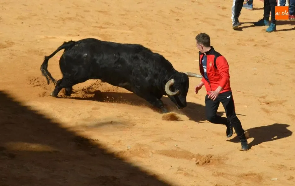 Foto 11 - La manada al completo de Adelaida brinda numerosos momentos de peligro y deja el primer corneado  