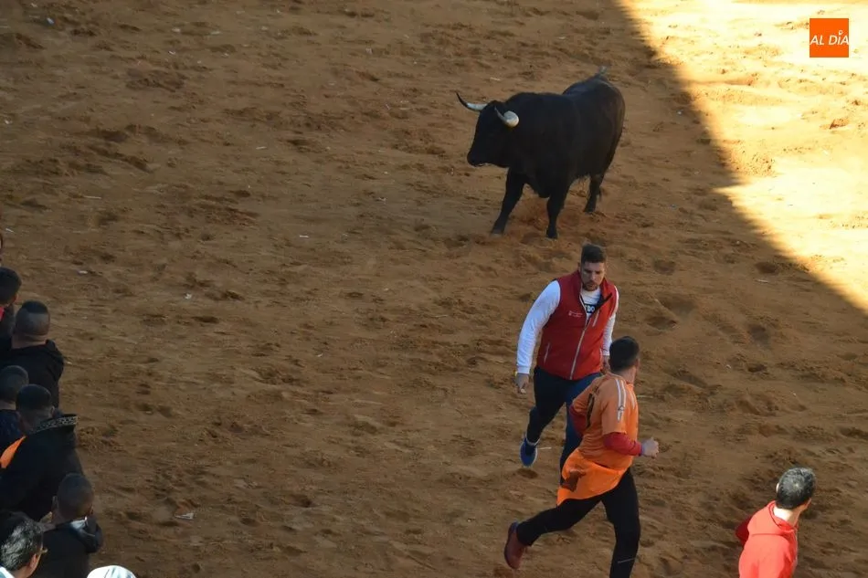 Foto 5 - La manada al completo de Adelaida brinda numerosos momentos de peligro y deja el primer corneado  