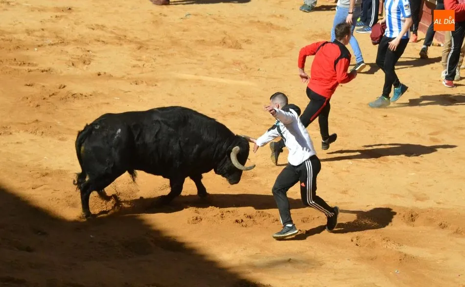 Foto 9 - La manada al completo de Adelaida brinda numerosos momentos de peligro y deja el primer corneado  