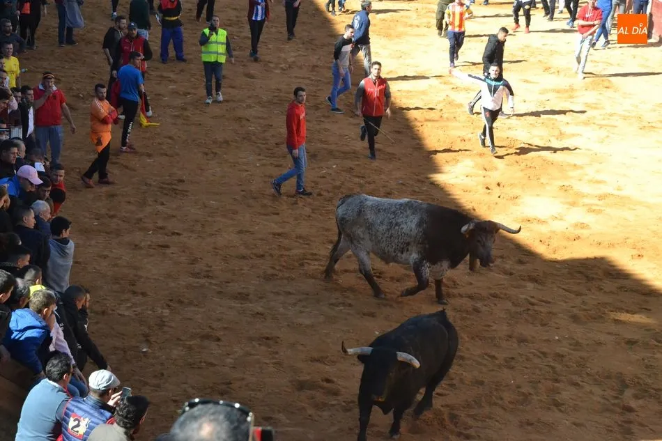 Foto 3 - La manada al completo de Adelaida brinda numerosos momentos de peligro y deja el primer corneado  