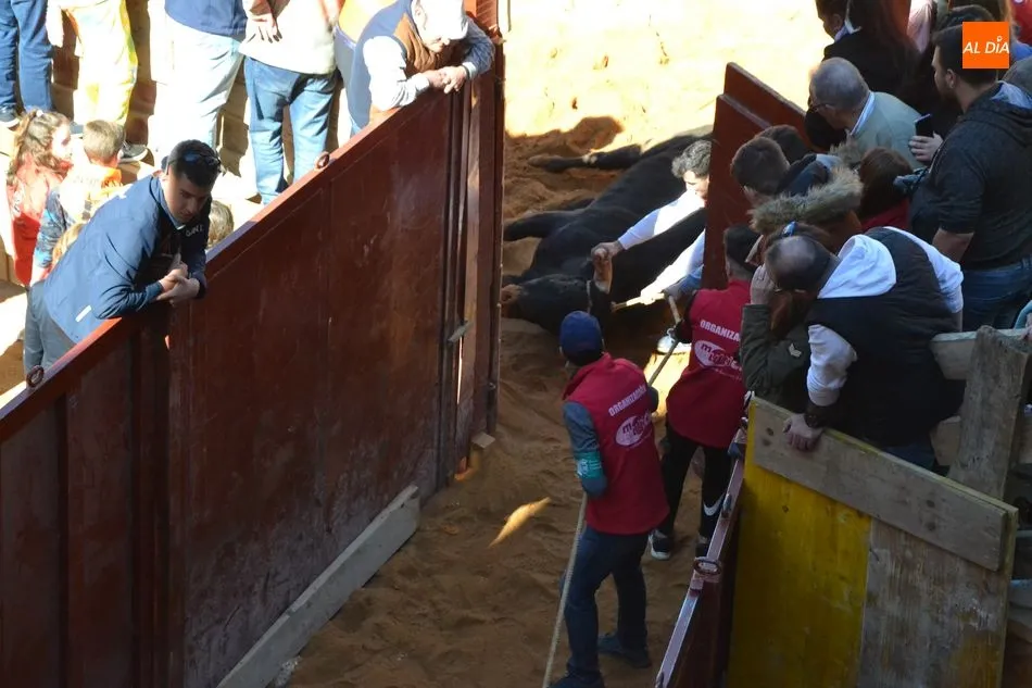 Foto 6 - El desencierro matinal baja incompleto tras una capea en la que un maletilla result&oacute; corneado  