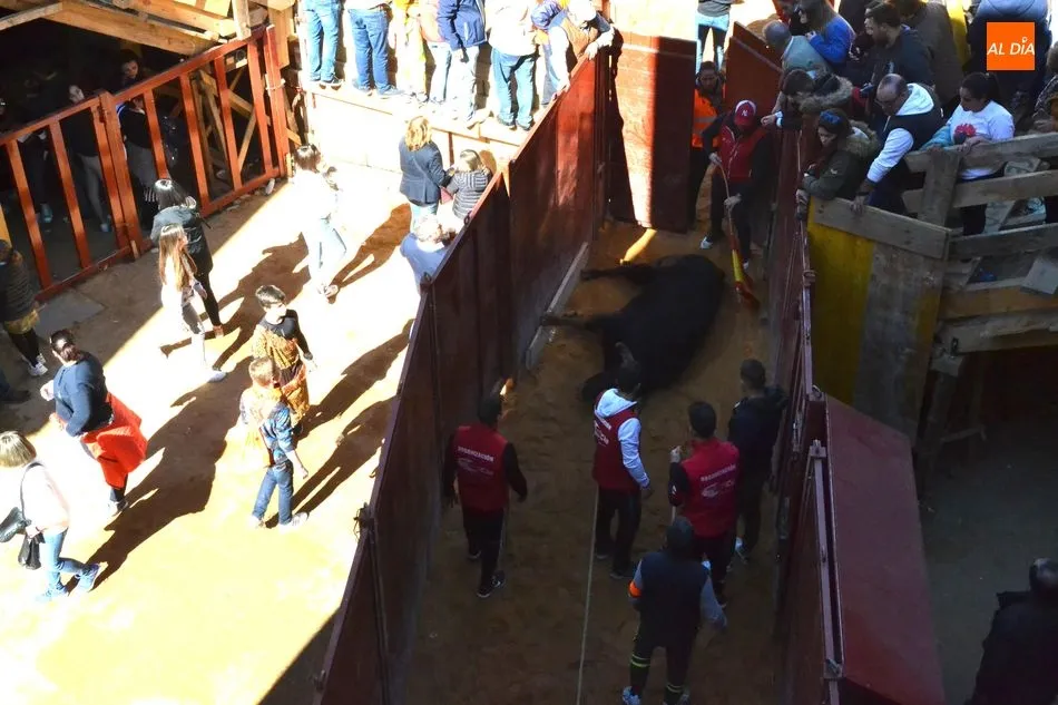 Foto 3 - El desencierro matinal baja incompleto tras una capea en la que un maletilla result&oacute; corneado  