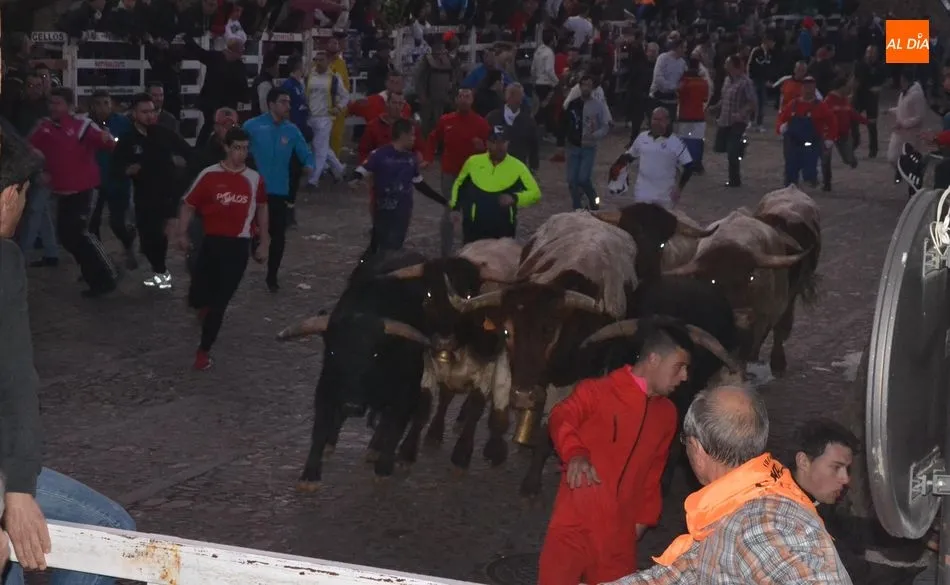 Limpísima tarde de los astados de El Valle Blanco, que protagonizaron un desencierro súper veloz  