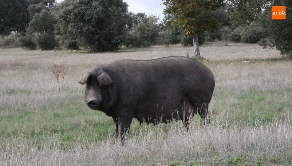 El porcino ibérico volvió a registrar una bajada de precios en el Cebo de Campo y Cebo / CORRAL