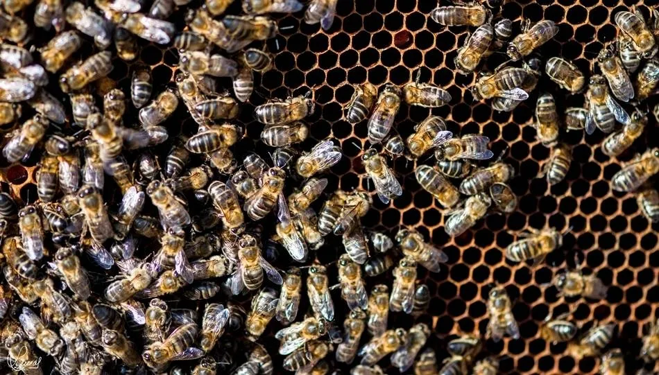 Una investigación encuentra similitudes entre los cerebros de abejas y humanos  